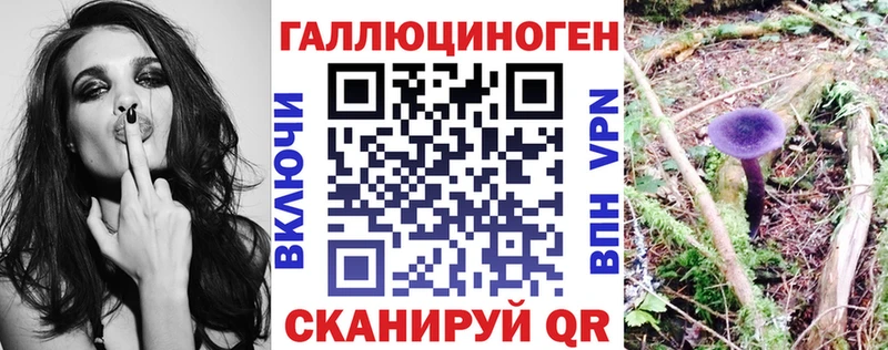 Псилоцибиновые грибы Psilocybine cubensis  Петрозаводск 
